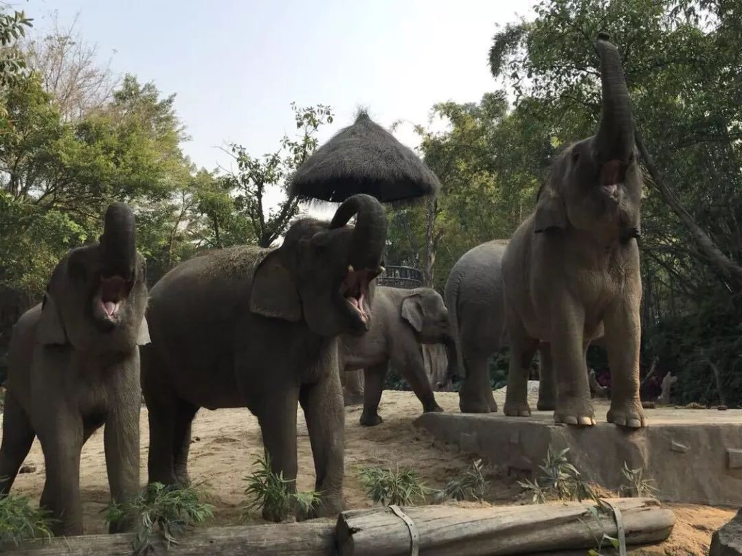 珠海长隆亲子游吃玩住行,长隆动物园攻略亲子游