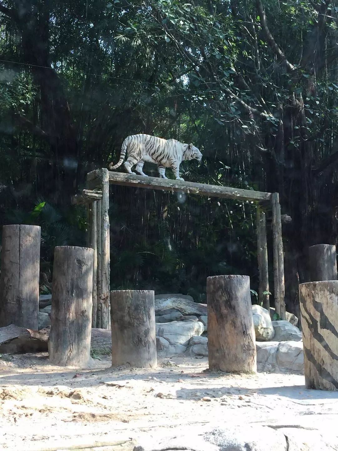 珠海长隆亲子游吃玩住行,长隆动物园攻略亲子游