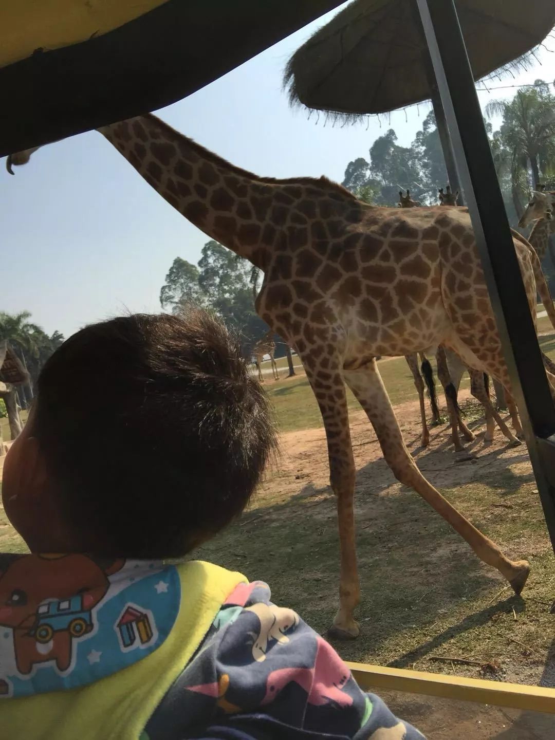 珠海长隆亲子游吃玩住行,长隆动物园攻略亲子游