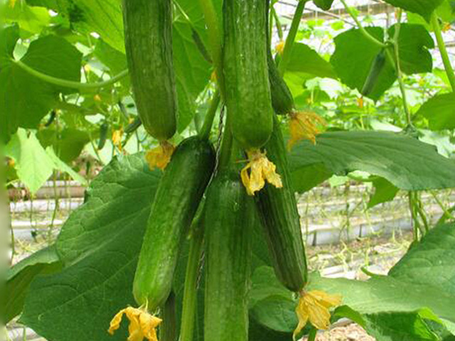 吃黄瓜嘴唇发涩,黄瓜吃了嘴唇麻怎么回事