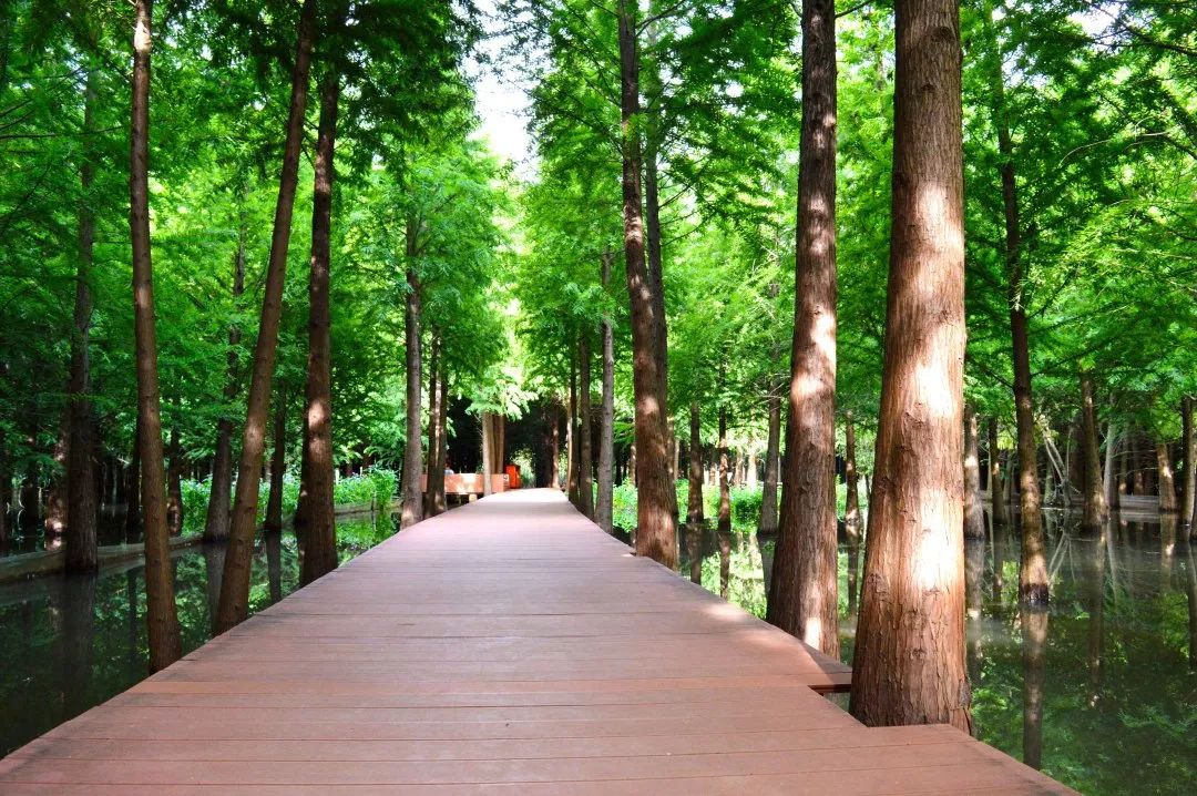 滇池边的湿地公园哪个值得去,滇池边最值得打卡的湿地