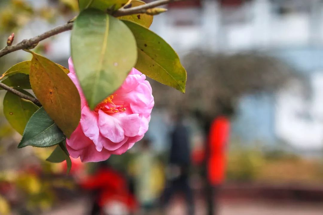 昆明金殿风景区古建筑之美,百年前昆明金殿照片