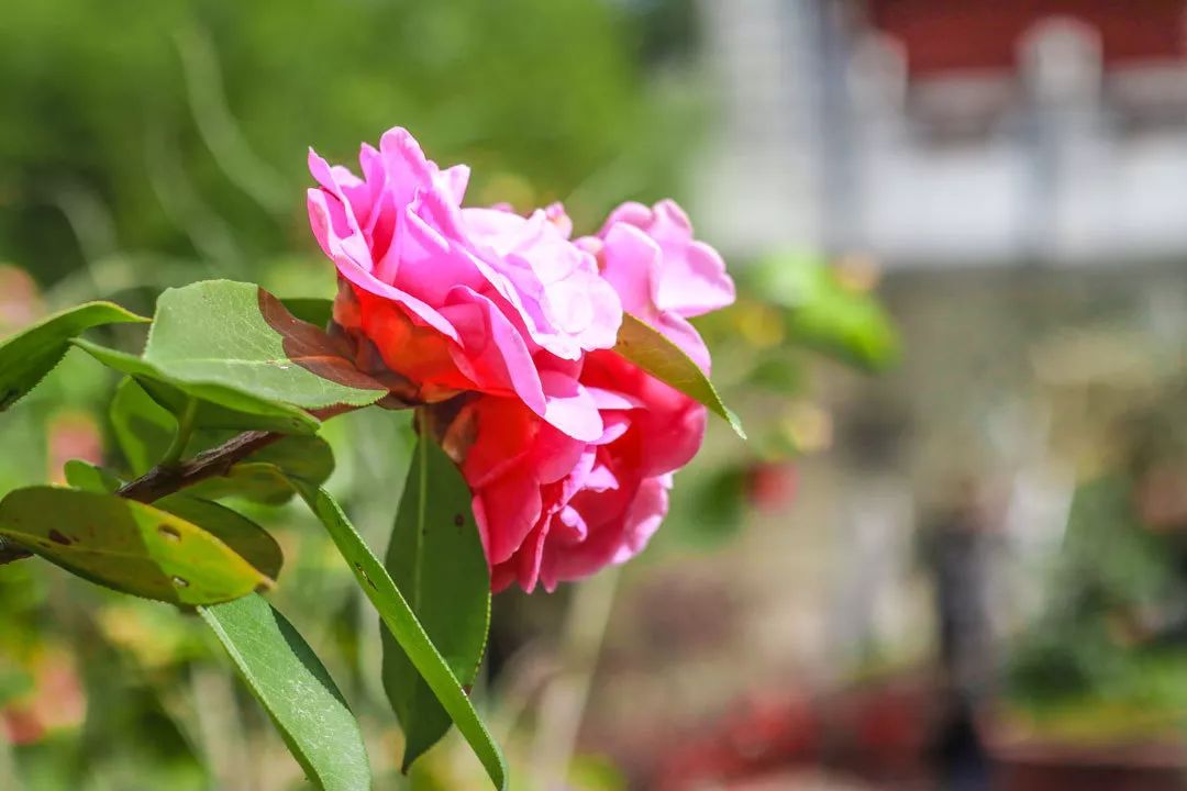 昆明金殿风景区古建筑之美,百年前昆明金殿照片