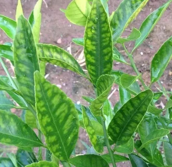 代森锰锌杀菌剂,70%代森锰钾杀菌剂