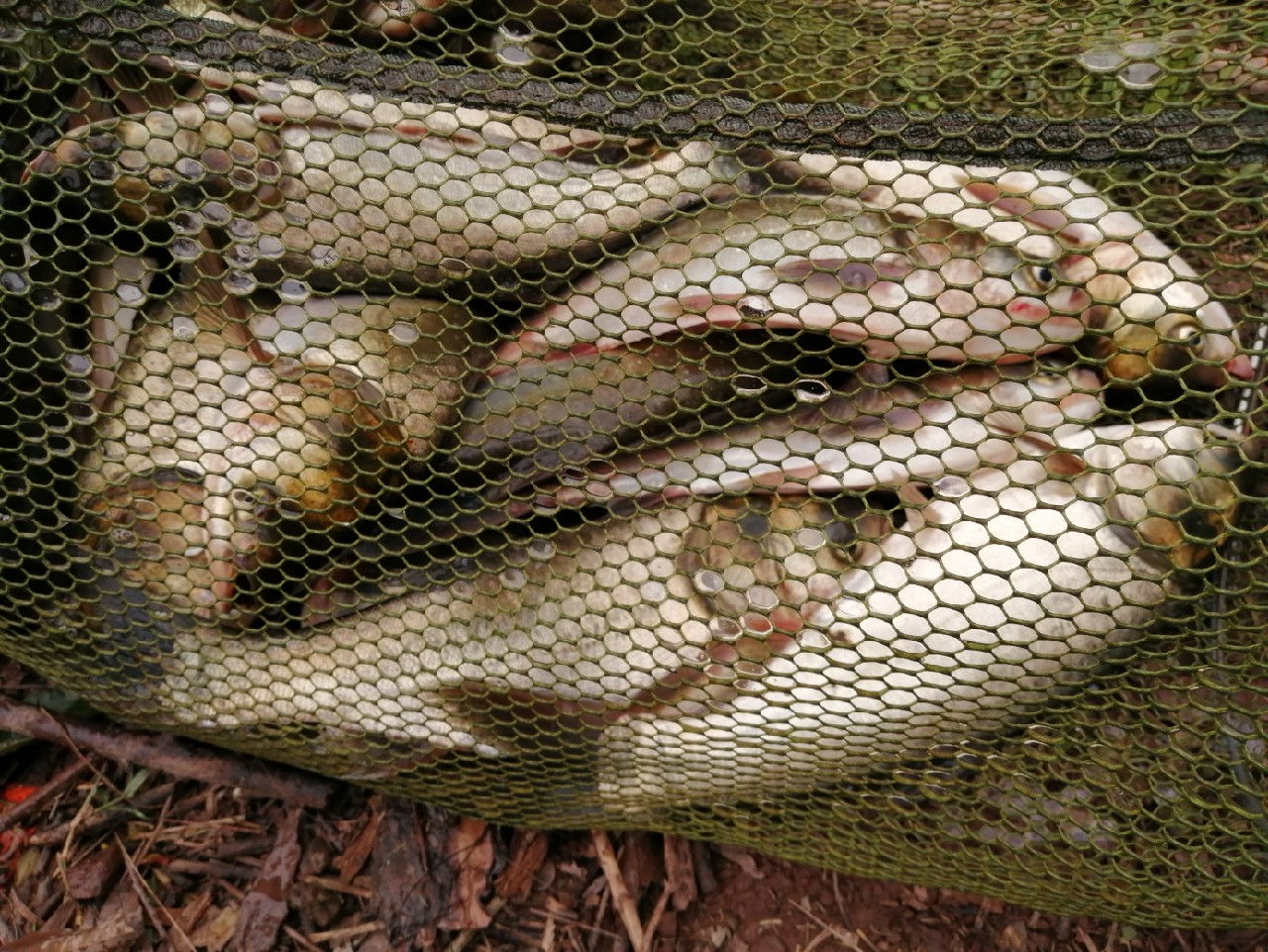 海竿篇：吟龙剑岀鞘擒鲢显风骚