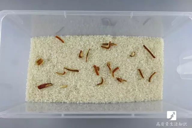 大米生虫子怎么快速驱虫妙招,大米生虫子怎么快速驱虫