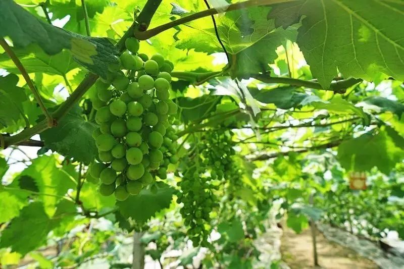 连阿里巴巴都点名！拿奖拿到手软的“葡萄王”来了~入园采摘，尽享千元农家菜