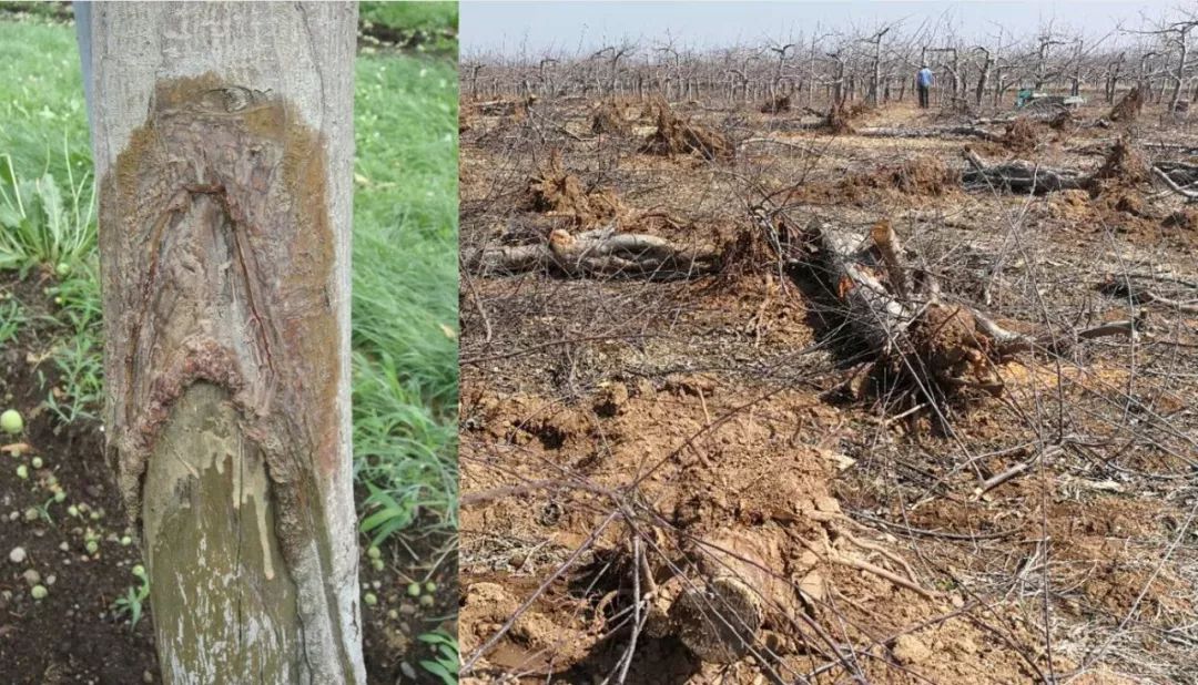 腐烂病最佳防治方法,庄稼枯萎病最佳防治方法