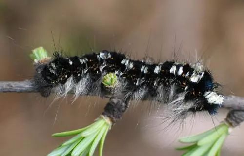 被毛毛虫蛰了手红了,被毛毛虫蜇到手