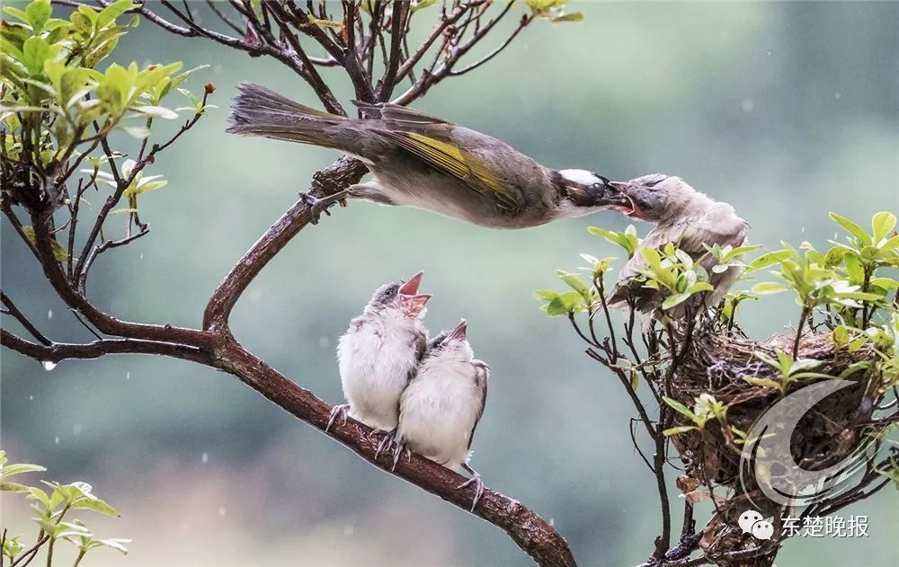 什么是黄石火山,什么是黄石车牌