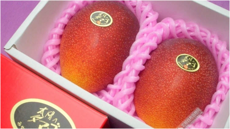 日本最贵的葡萄是什么葡萄,日本水果葡萄多少钱一串