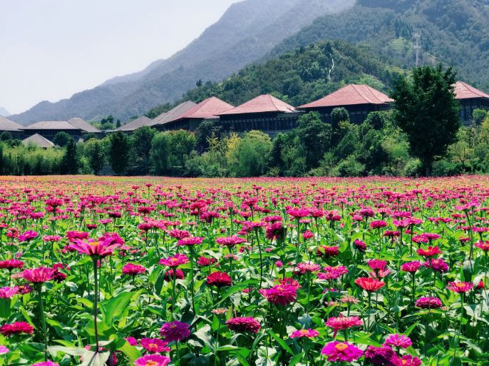 可以大快朵颐的野生溪鱼,矿物质养生的古温泉!杭州这个村还美成一幅画…