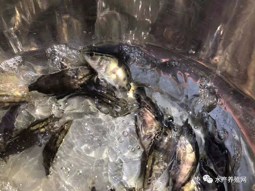 鳜鱼价格走势分析,鳜鱼跌价