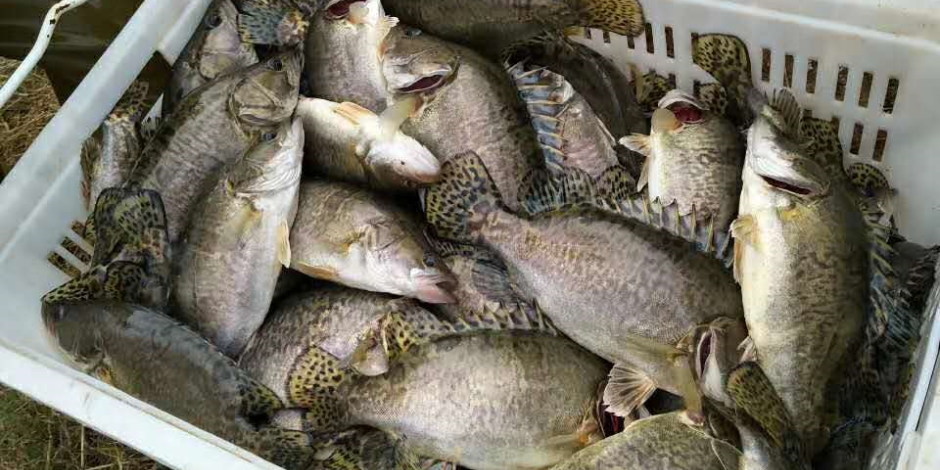 鳜鱼价格走势分析,鳜鱼跌价