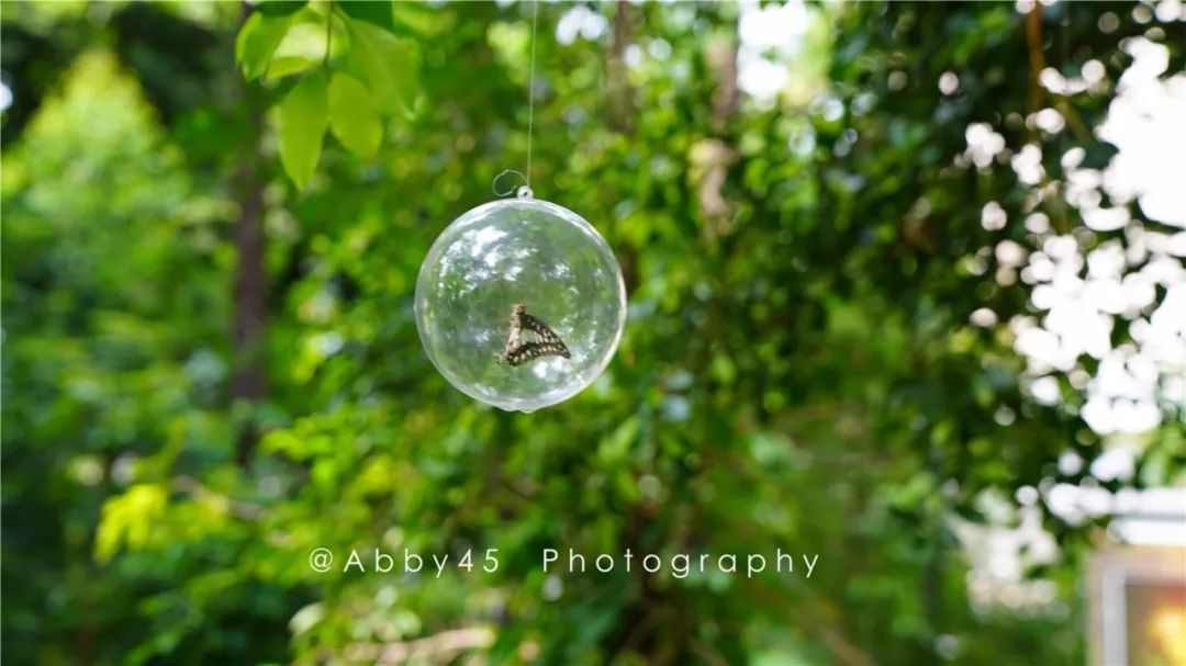 厦门这是个什么神仙酒店，不仅有金砖国宴佛跳墙，还有7万平森林