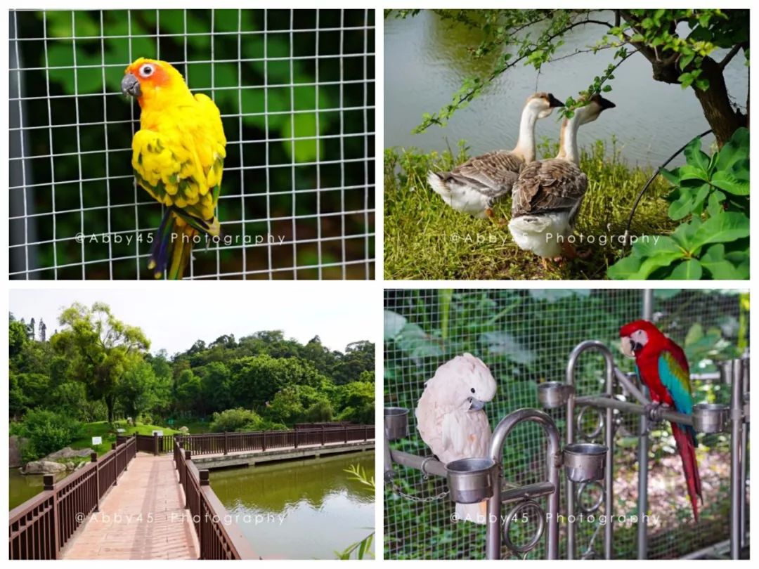 厦门这是个什么神仙酒店，不仅有金砖国宴佛跳墙，还有7万平森林