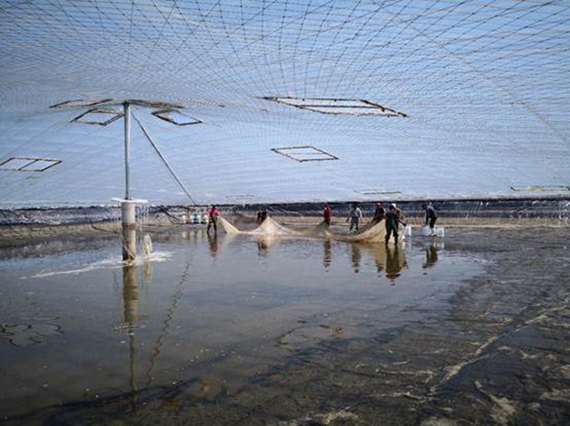 价格最高的人工养殖食用鱼,人工养殖经济效益最好的鱼