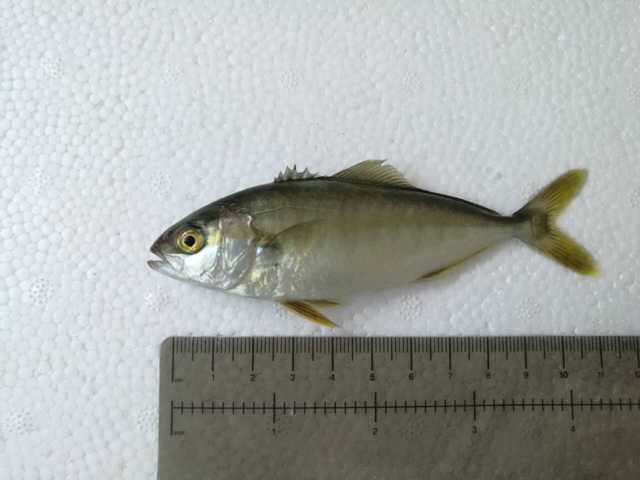 价格最高的人工养殖食用鱼,人工养殖经济效益最好的鱼