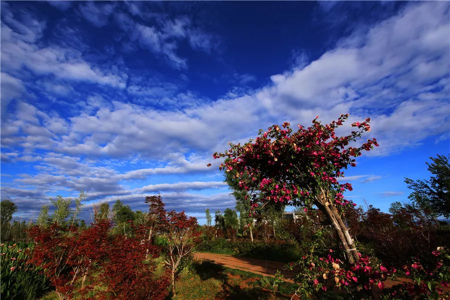 滇池边的湿地公园哪个值得去,滇池边最值得打卡的湿地