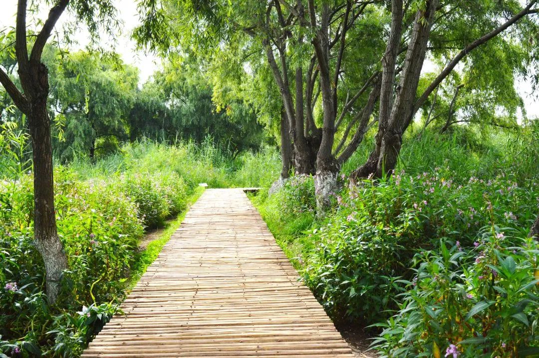 滇池边的湿地公园哪个值得去,滇池边最值得打卡的湿地