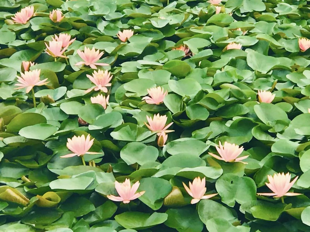 滇池边的湿地公园哪个值得去,滇池边最值得打卡的湿地