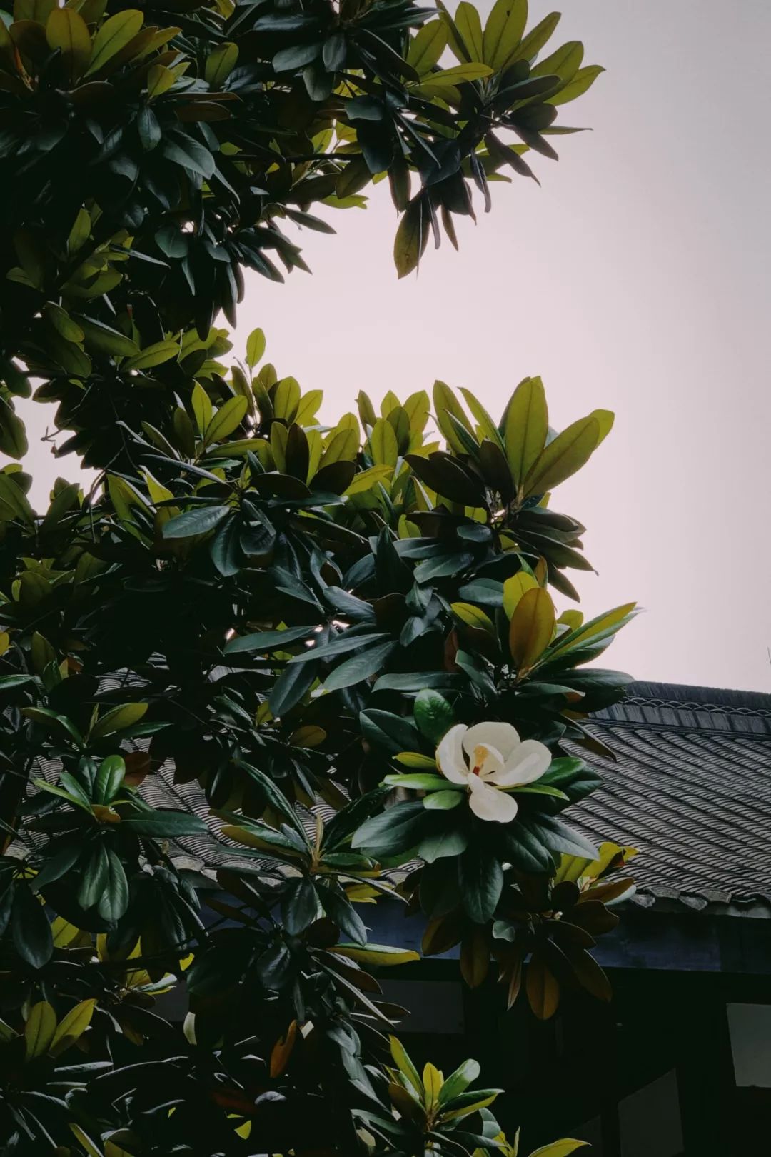 mini暑假の高光时刻-我在成都见到了青山周平