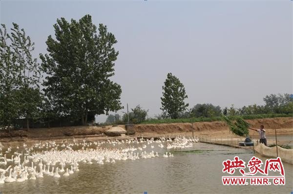 养鹅铺就致富路淮滨,淮滨80后小伙养鹅闯出新天地