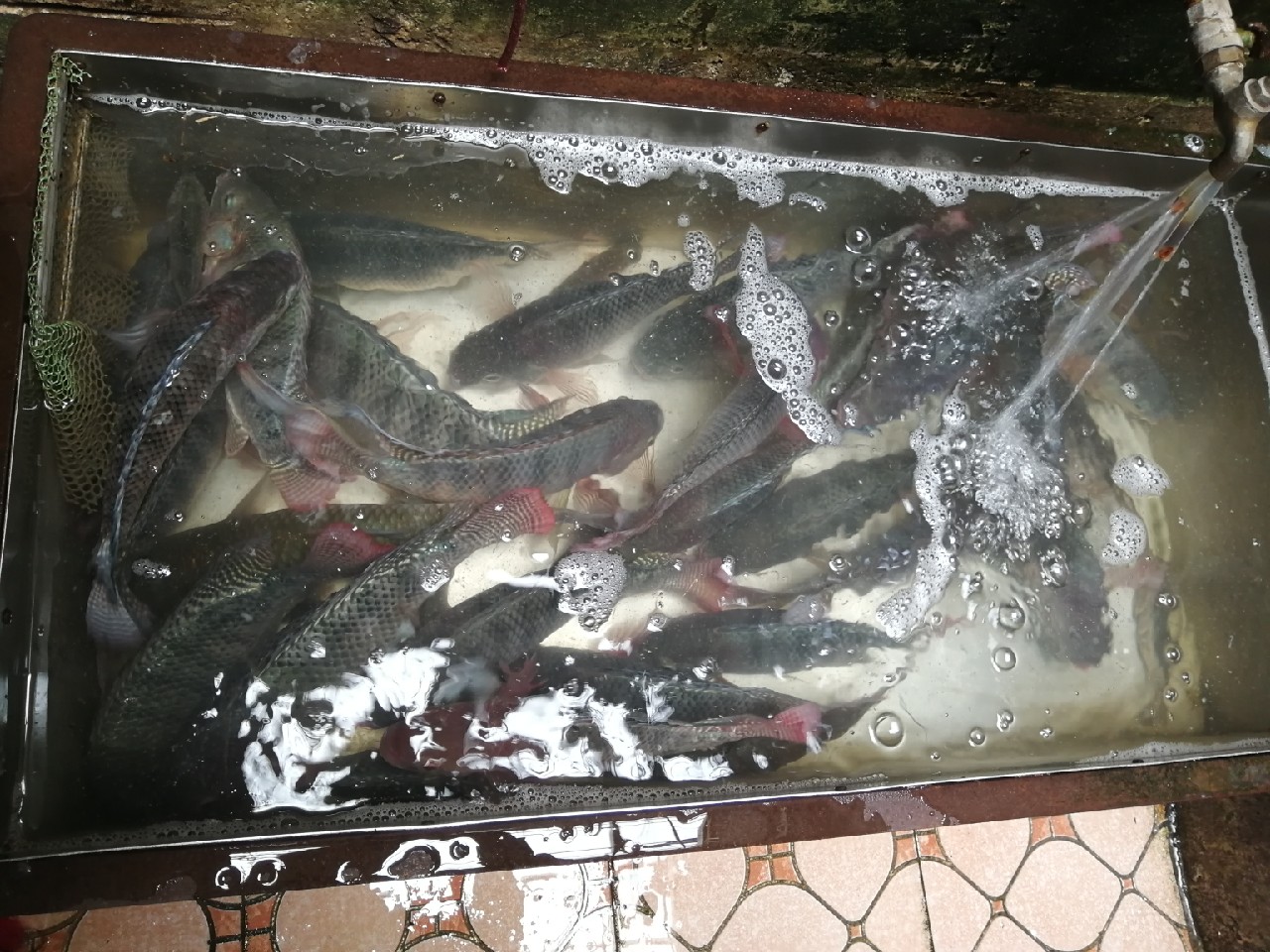 罗非的正确吃饵方法,钓罗非的心得和经验