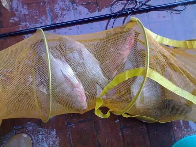 罗非的正确吃饵方法,钓罗非的心得和经验