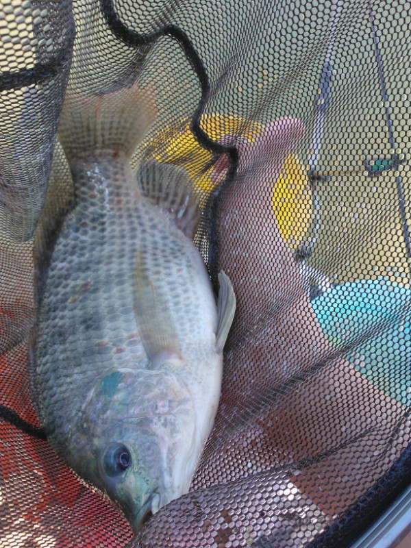 罗非的正确吃饵方法,钓罗非的心得和经验