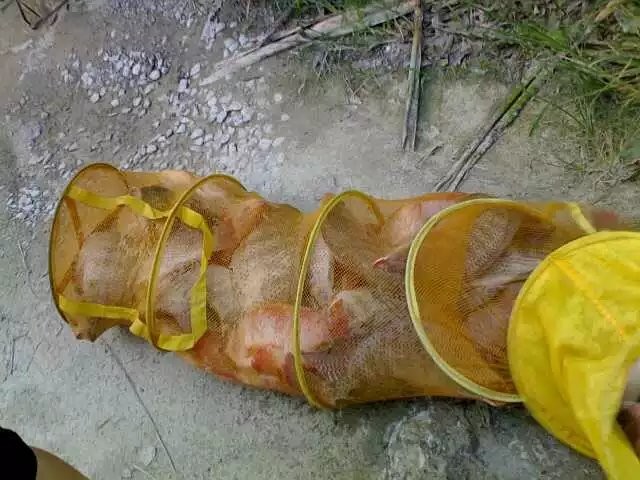 罗非的正确吃饵方法,钓罗非的心得和经验