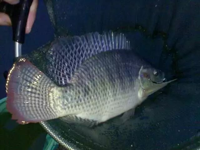 罗非的正确吃饵方法,钓罗非的心得和经验