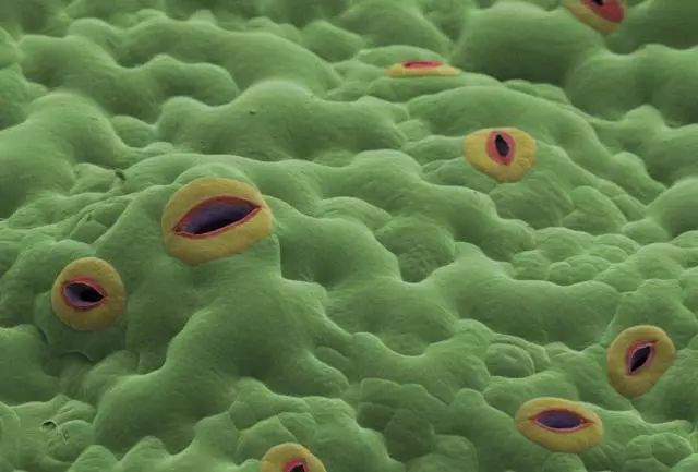 多效唑使用常识是什么,新式的多效唑如何