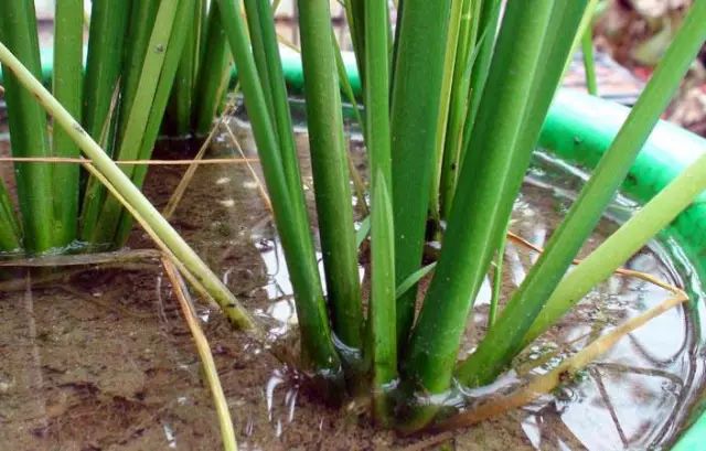 多效唑使用常识是什么,新式的多效唑如何