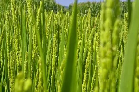 多效唑使用常识是什么,新式的多效唑如何