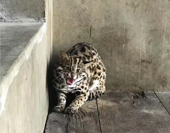 科普豹猫,豹猫科普视频