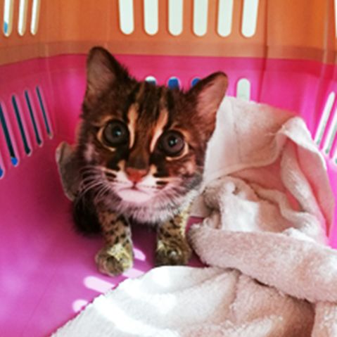 科普豹猫,豹猫科普视频