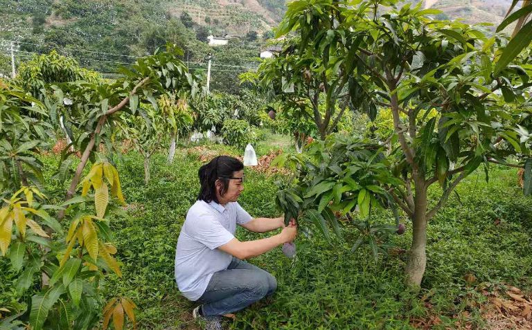 橡树|收拾散落在南高原的阳光——金煌芒果挂枝待售