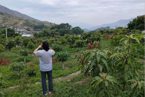 橡树|收拾散落在南高原的阳光——金煌芒果挂枝待售