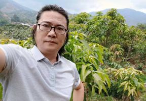 橡树|收拾散落在南高原的阳光——金煌芒果挂枝待售