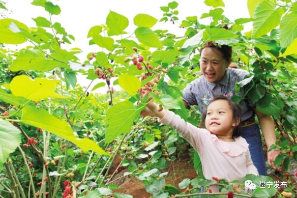 邕宁区乡村旅游,邕宁区旅游风景区