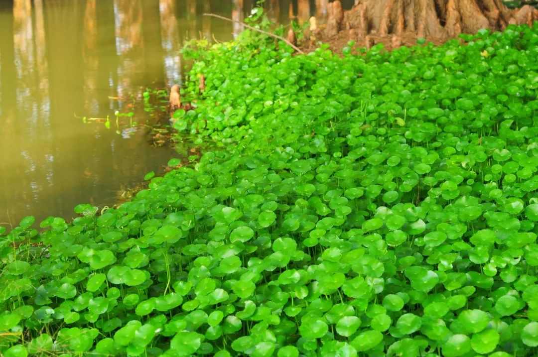 白毛香菇草,香菇草怎么养