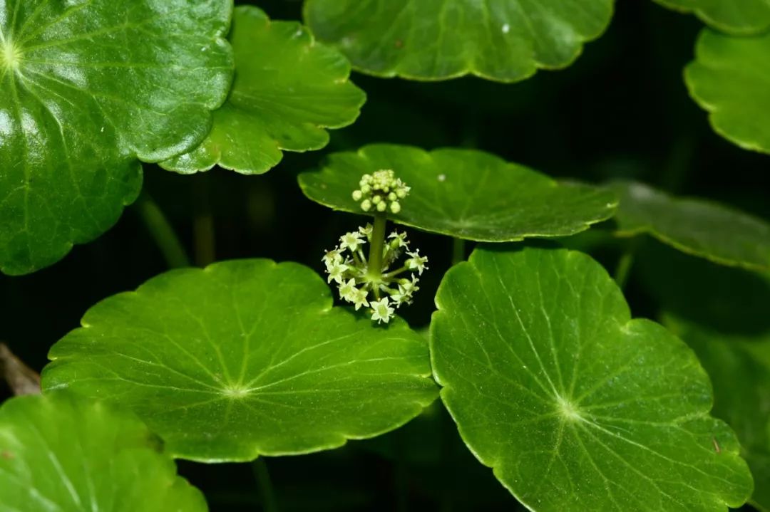 白毛香菇草,香菇草怎么养