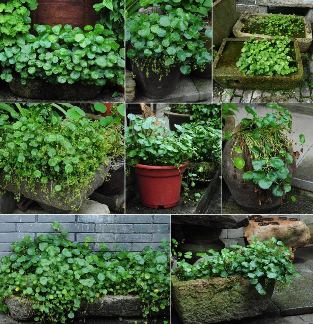 白毛香菇草,香菇草怎么养