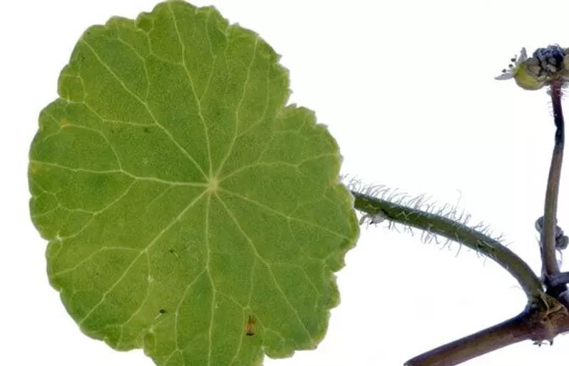 白毛香菇草,香菇草怎么养