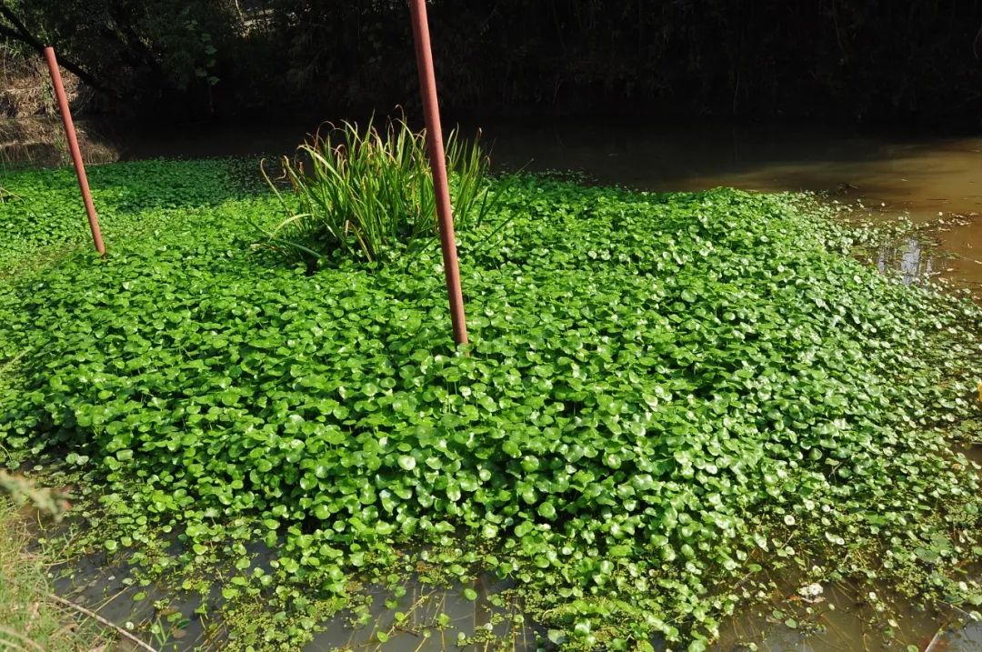 白毛香菇草,香菇草怎么养