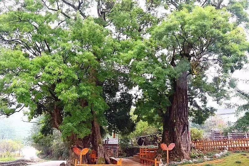 要火了!荆门这个村子拟入选这个国家级名单!