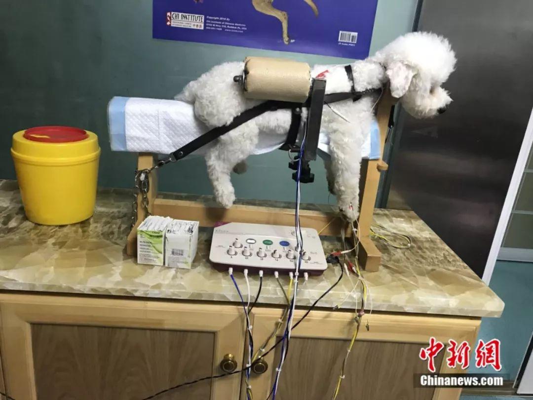 宠物中医诊所,宠物针灸真的可以治狗吗