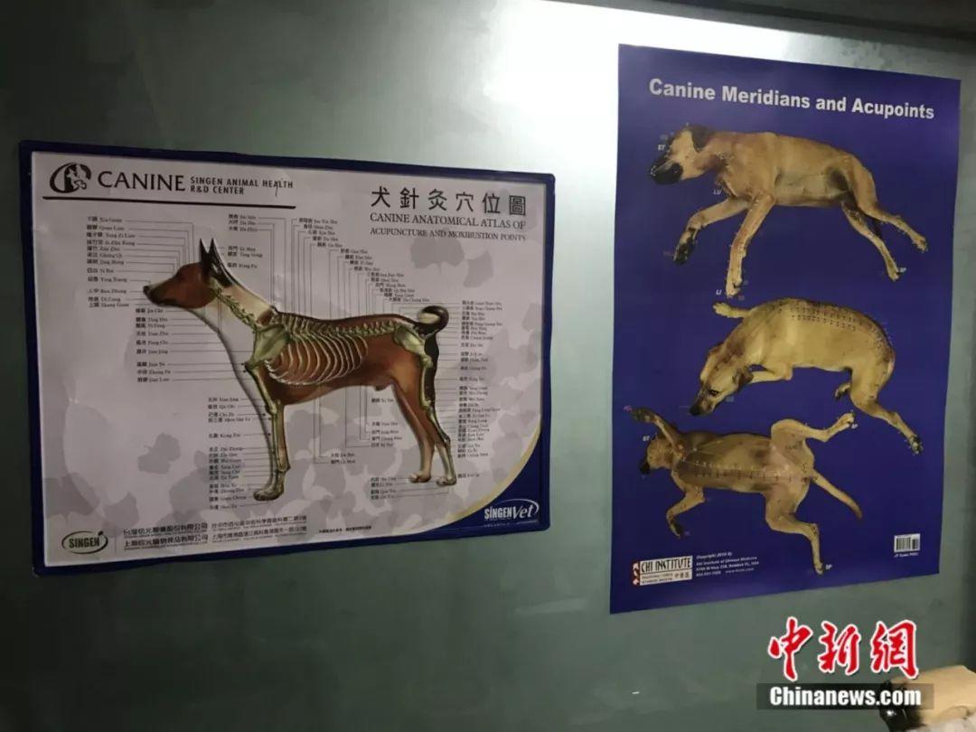 宠物中医诊所,宠物针灸真的可以治狗吗