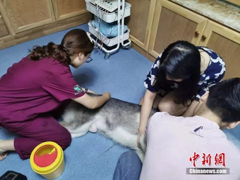 宠物中医诊所,宠物针灸真的可以治狗吗